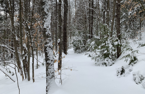 You Don't Need To Head To The Wilderness To See Ice Caves In Maine When This Simple 4-Mile Trail Exists