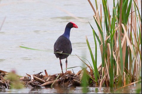 Don't Be Surprised If You See An Unusually Bright Bird In Maine This Winter