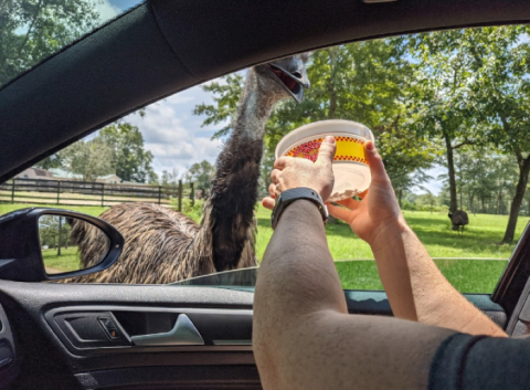 Go On A Realistic Safari As You Make Your Way Through Eudora Farms In South Carolina