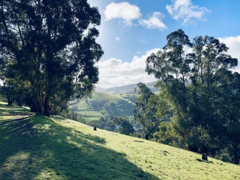 Walk Through A Eucalytpus Forest To Views Of The Carquinez Strait On This Shoreline Hike In Northern California