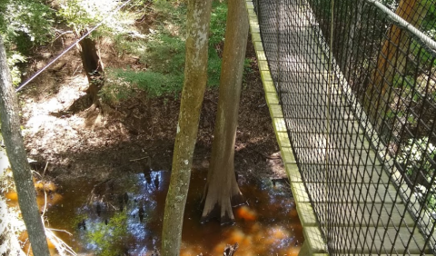 The Swinging Bridges On This Canopy Walk In South Carolina Might Be More Than You Can Stomach