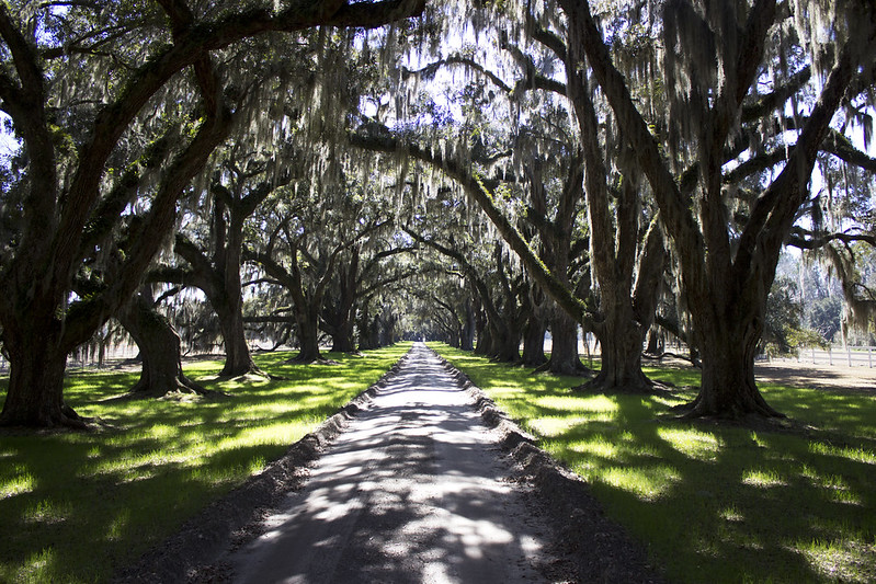 South Carolina banner image