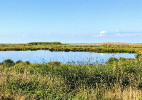 Experience Louisiana's Marshes Like Never Before At The 125,000+ Acre Sabine National Wildlife Refuge In Louisiana