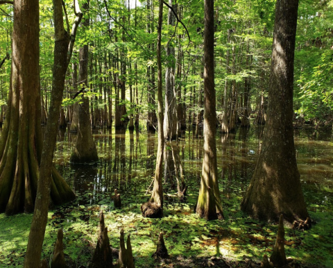 Explore Over 600 Acres of Enchanting Emeralds At The Louisiana Arboretum