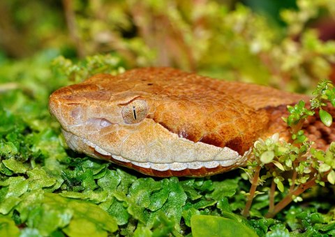 Beware Of Extra Copperheads Out Snacking On Cicadas In North Carolina This Spring