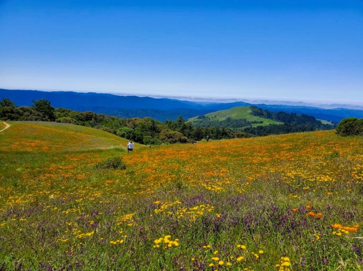 Spring Wildflowers In Northern California