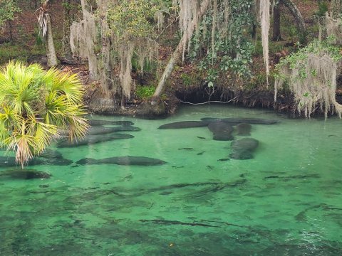 Hike To An Emerald Lagoon On The Easy Pine Island Trail In Florida