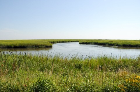 Birds From All Over The World Flock To Bombay Hook National Wildlife Refuge In Delaware