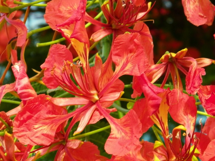 flowers on the Leeward Coast in Hawaii