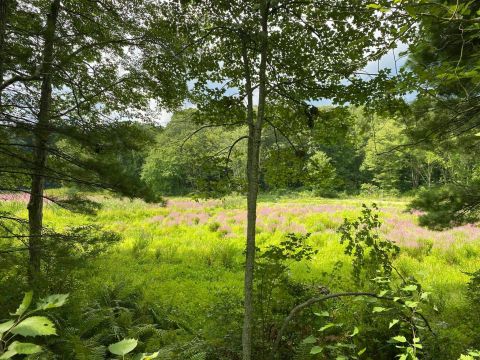 Watch Beavers At Work On The Beaver Brook Dam Trail In Massachusetts