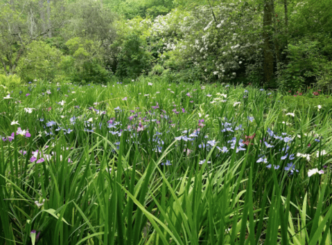 The Caroline Dormon Preserve In Louisiana Was Named One Of The Most Stunning Lesser-Known Places In The U.S.