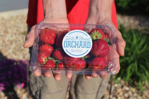 Take The Whole Family On A Day Trip To Tenth Street Orchard, A Pick-Your-Own Strawberry Farm In Kansas