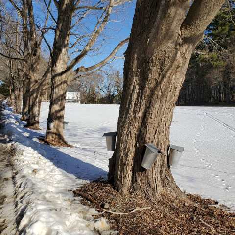 Celebrate The Start Of Maple Season In Massachusetts With The Maple Happenings Festival At Appleton Farms