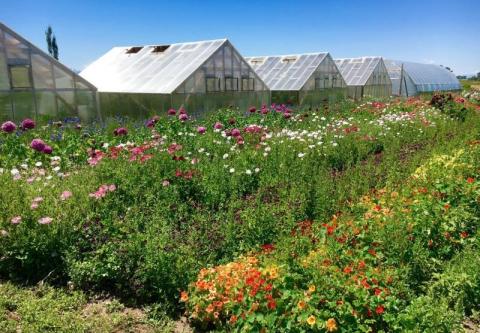 You'll Want To Visit Foxglove Flower Farm, A Dreamy Oasis In Montana This Spring