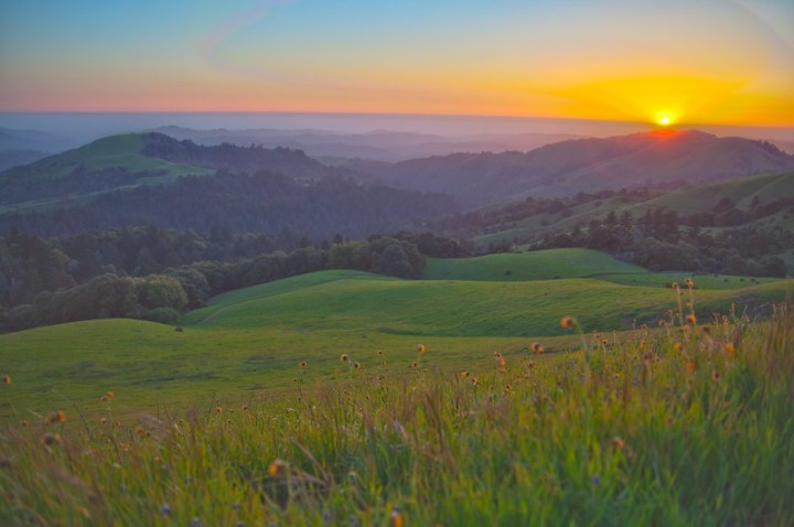 Spring Wildflowers In Northern California