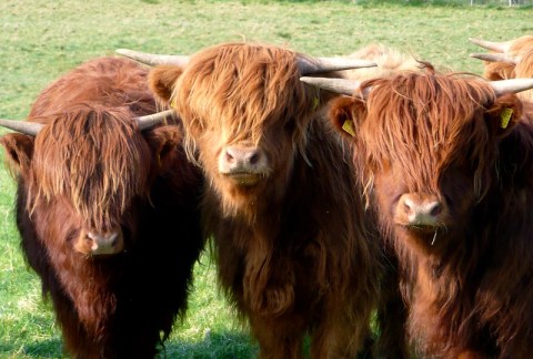 You'll Never Forget A Visit To Moschell Farms, A One-Of-A-Kind Farm Filled With Color-Changing Cows In South Dakota