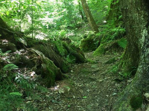 The Remote Hike In Pennsylvania Winds Through The Forest And Rock Formations