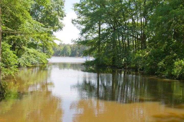 Trap Pond State Park in Laurel, DE