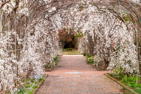 Home To 50 Acres Of Beautiful Virginia Blooms, Visit Lewis Ginter Botanical Gardens This Spring