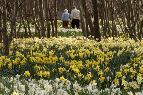 Parsons Reserve, A Daffodil Reserve In Massachusetts, Will Be In Full Bloom Soon And It’s An Extraordinary Sight To See