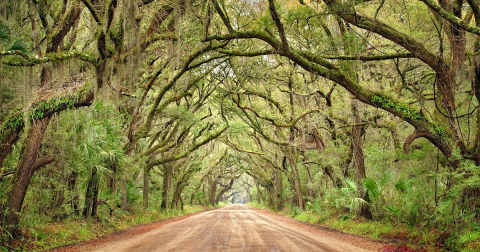 The 10 Most Gorgeous Springtime Destinations In All Of South Carolina