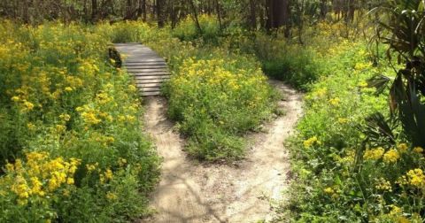 This 5-Mile Spillway Trail In Louisiana Is The Perfect Springtime Hike