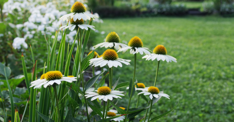 Delaware's Gorgeous Goodstay Gardens Will Soon Bring Beautiful Blooms To Wilmington