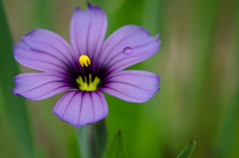 Charlestown State Park, A Wildflower Hotspot In Indiana, Will Be In Full Bloom Soon And It’s An Extraordinary Sight To See