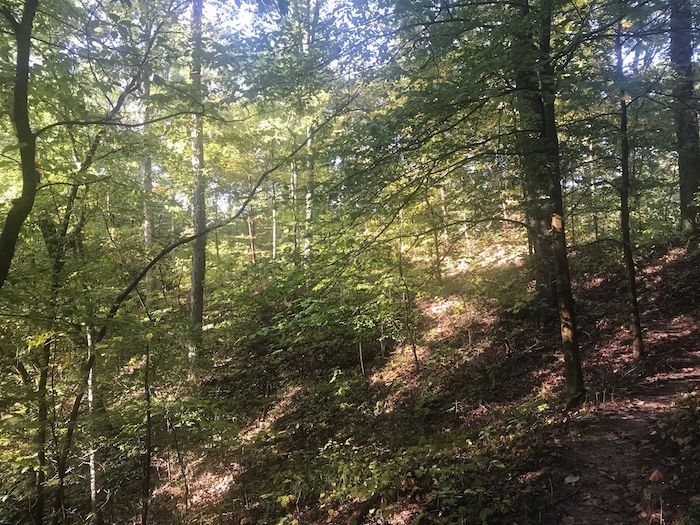 sloping woods on Godwin Trail in Illinois