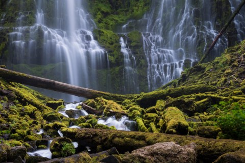 The Gorgeous 1.5-Mile Hike In Oregon's Willamette National Forest That Will Lead You Past A Waterfall