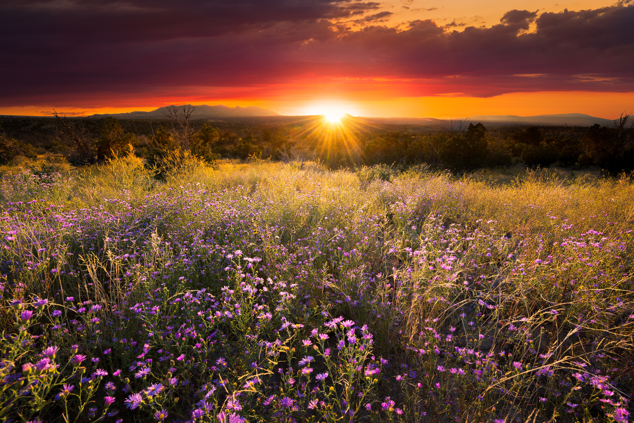 New Mexico banner image