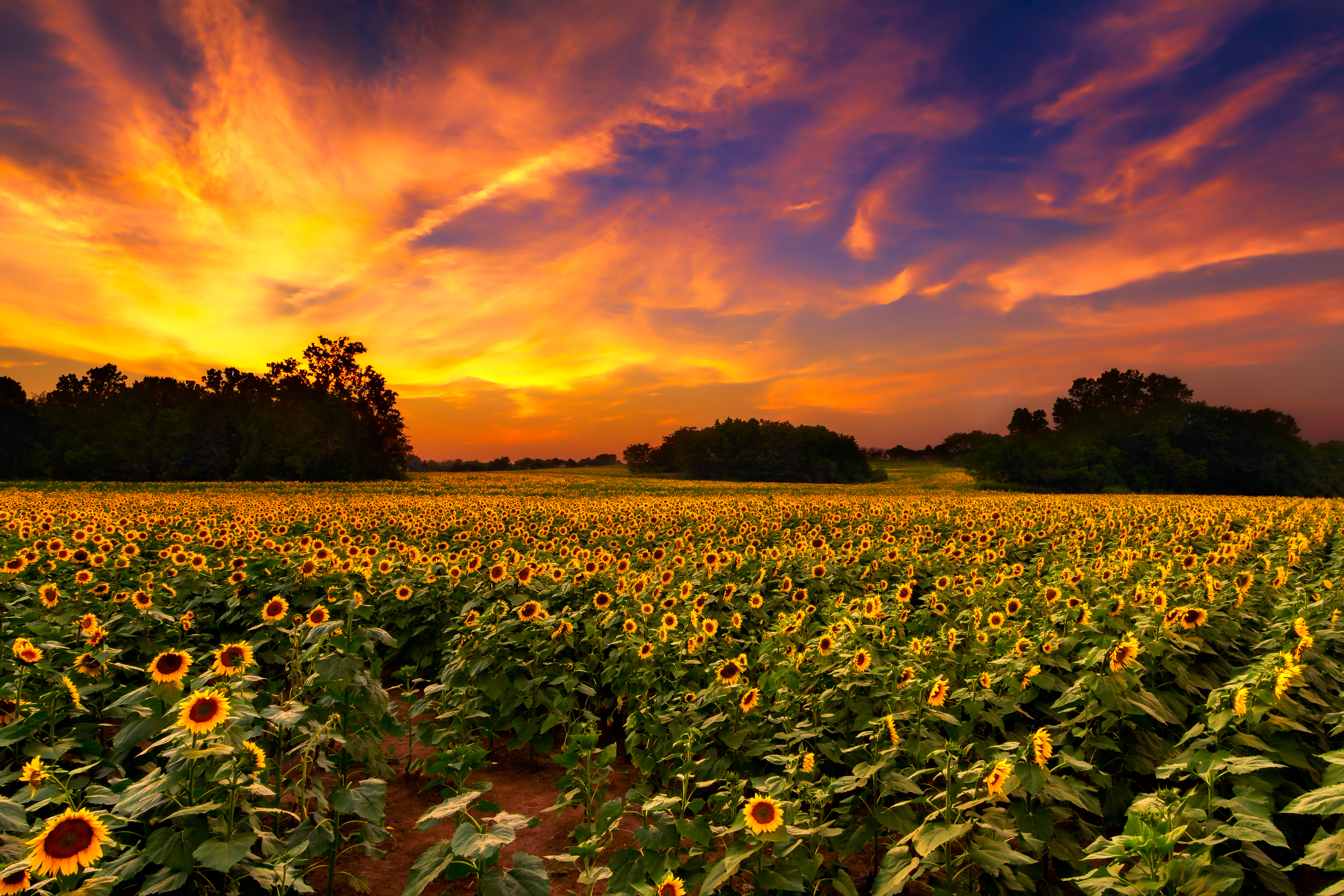 Kansas banner image