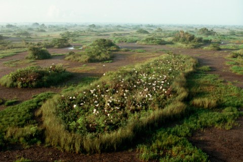 Everglades National Park: A Remarkable Ecosystem Unlike Any Other Place On Earth