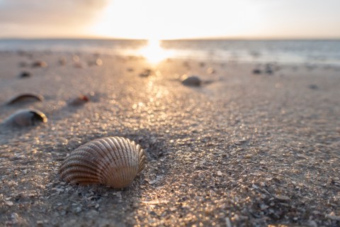 This Hidden Beach Along The Southern California Coast Is The Best Place To Find Seashells