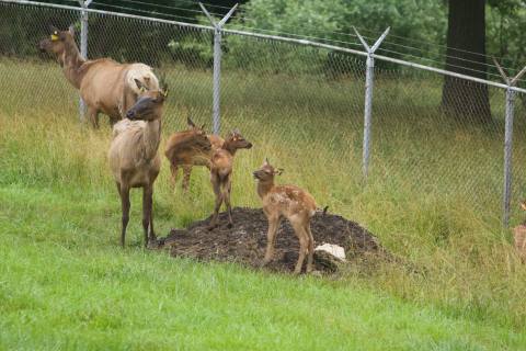 A Working Elk Farm With Plenty To Do And See, Wildlife Lakes Elk Farm In Iowa Is Truly A Must Visit Spot