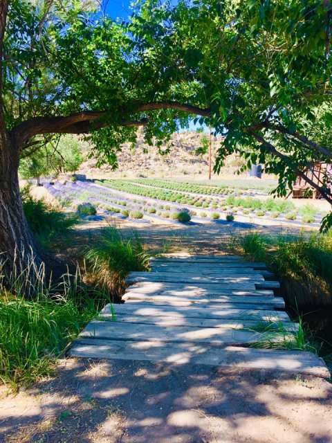 Get Lost In This Beautiful 36-Acre Lavender Farm In New Mexico