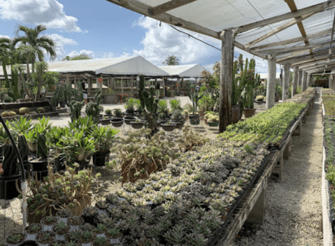 You'll Want To Visit Issac Farms, A Dreamy Succulent Farm In Florida This Spring