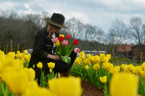 Most People Don't Know About This Magical Tulip Field Hiding Near Nashville