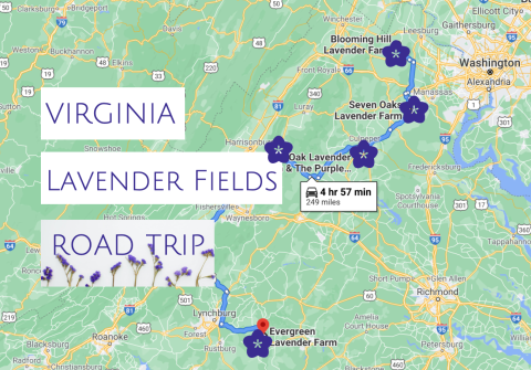 Take This Road Trip To The 5 Most Eye-Popping Lavender Fields In Virginia