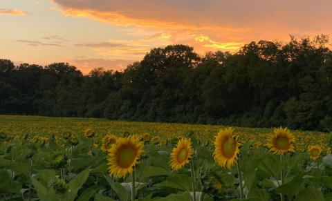 The Festive Sunflower Farm Close To Nashville Where You Can Cut Your Own Flowers