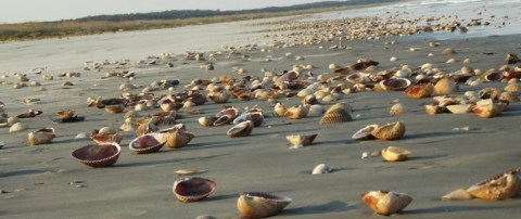 This Barrier Island Along Georgia's Coast Is The Best Place To Find Seashells