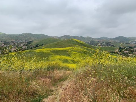 Hike Among Beautiful Wildflowers And Rolling Hills On This 4.4-Mile Loop In Southern California