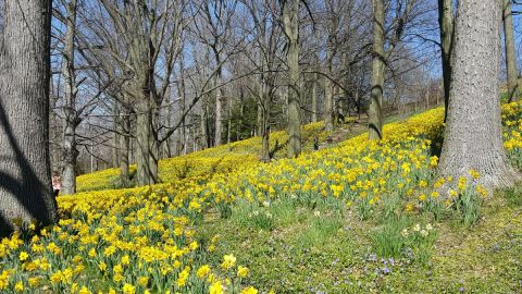 Wildflowers Are About To Burst Into Bloom At These 8 Ohio Parks