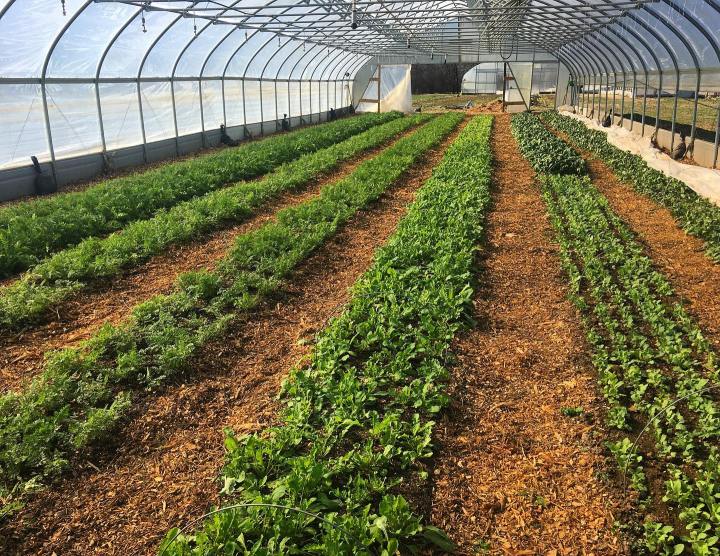 inside greenhouse at Green Door Gourmet in Nashville