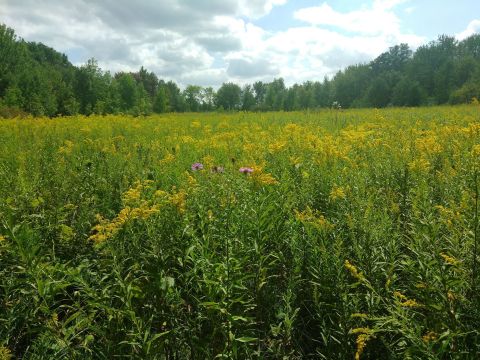 It's Impossible Not To Love This Breathtaking Wildflower Trail Near Detroit