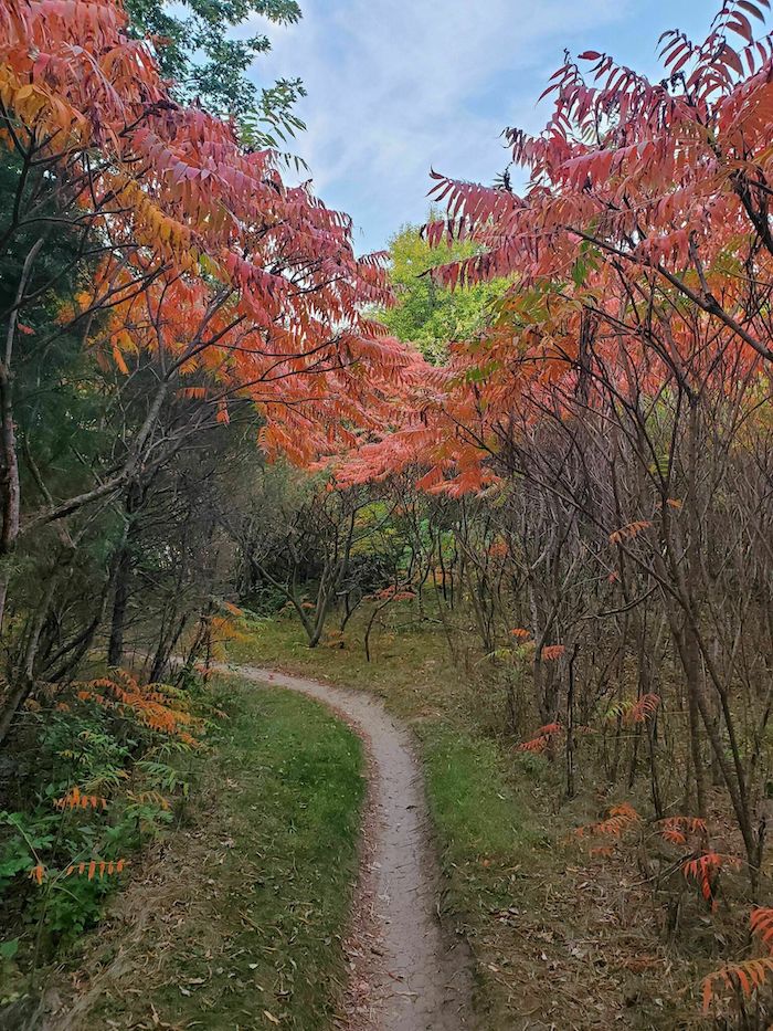 foliage on Tranquility Trail in Nebraska