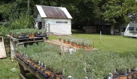 Get Lost In Thousands Of Beautiful Lavender Plants At Gigi's Lavender Farm In Tennessee