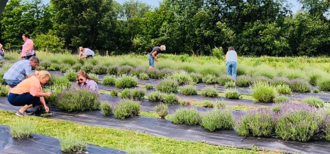 Get Lost In The Fields Of This Beautiful U-Pick Lavender Farm In Kentucky