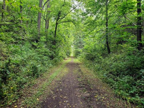 The Gorgeous 5-Mile Hike In The Irish Hills Near Detroit That Will Lead You Past A Lake And Forest