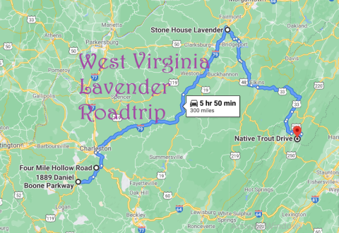 Take This Road Trip To The 4 Most Eye-Popping Lavender Fields In West Virginia